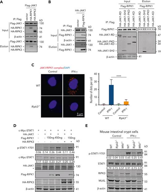 IFN-γ enhances the binding of RIPK1 to JAK1 to activate STAT1 in IECs. (A) HEK293T cells were cotransfected with a DNA plasmid expressing Flag-tagged JAK1 plus the plasmid expressing HA-tagged RIPK1 or RIPK3. Cell lysates were collected and immunoprecipitated with anti-Flag agarose. The Flag-JAK1 immunocomplex was analyzed by immunoblotting analysis. (B) HEK293T cells were cotransfected with a DNA plasmid expressing Flag-tagged RIPK1 plus the plasmid expressing HA-tagged JAK1 or the truncated form of JAK1 as indicated. Cell lysates were collected and immunoprecipitated with anti-Flag agarose. The Flag-RIPK1 immunocomplex was analyzed by immunoblotting analysis. (C) Intestinal crypt cells isolated from WT and Ripk3−/− B6 mice were treated with IFN-γ for 1 hour. Representative images of in situ PLA between JAK1 and RIPK1 (red). 4′,6-diamidino-2-phenylindole was shown (blue). Bar represents 5 μm. (D) Immunoblotting analysis of p-STAT1, c-myc-tagged STAT1, Flag tagged-RIPK1, HA tagged-RIPK3, and β-actin in HEK293T cells transfected with the indicated DNA plasmid(s). Quantification of p-STAT1 or STAT1 normalized to β-actin was shown under the band. (E) Intestinal crypt cells isolated from WT, Ripk3−/−, and Mlkl−/− B6 mice were treated with IFN-γ for 0.5 hour. Immunoblotting analysis of p-STAT1, STAT1, RIPK3, MLKL, and β-actin. Quantification of p-STAT1 or STAT1 normalized to β-actin was shown under the band. (F) Intestinal crypt cells isolated from WT and Ripk1K45A/K45A B6 mice were treated with IFN-γ for 0.5 hour. Immunoblotting analysis of p-STAT1, STAT1, and β-actin. Quantification of p-STAT1 or STAT1 normalized to β-actin was shown under the band. (G) Intestinal crypt cells isolated from WT, Ripk1K45A/K45A, and Ripk3−/− B6 mice were treated with IFN-γ for 0.5 hour. STAT1 binding to selected regions of the Cxcl9 and Cxcl10 promoters was determined by ChIP-qPCR. The amount of precipitated DNA was calculated as percent input. (H-I) Intestinal crypt cells isolated from WT, Ripk3−/−, Mlkl−/−, and Ripk1K45A/K45A B6 mice were treated with IFN-γ for 24 hours, and the culture medium was collected for ELISA measurement of CXCL9 protein (H), and for further experiment (I). The culture medium was then added into the bottom compartment of a transwell chamber and T cells isolated from WT B6 mice were plated into the upper compartment. After 6 hours, migration of T cells was assessed by transwell assay (I). Data shown are representative of 3 independent experiments. Data are shown as the mean ± SD. ∗P < .05; ∗∗∗P < .001; ∗∗∗∗P < .0001. Multiple comparisons were evaluated by one-way ANOVA. ANOVA, analysis of variance; ChIP, chromatin immunoprecipitation; ELISA, enzyme-linked immunosorbent assay analysis; n.s., not significant; PLA, proximity ligation assay. SD, standard deviation.