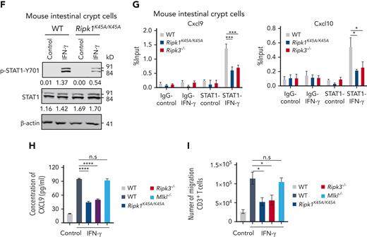 IFN-γ enhances the binding of RIPK1 to JAK1 to activate STAT1 in IECs. (A) HEK293T cells were cotransfected with a DNA plasmid expressing Flag-tagged JAK1 plus the plasmid expressing HA-tagged RIPK1 or RIPK3. Cell lysates were collected and immunoprecipitated with anti-Flag agarose. The Flag-JAK1 immunocomplex was analyzed by immunoblotting analysis. (B) HEK293T cells were cotransfected with a DNA plasmid expressing Flag-tagged RIPK1 plus the plasmid expressing HA-tagged JAK1 or the truncated form of JAK1 as indicated. Cell lysates were collected and immunoprecipitated with anti-Flag agarose. The Flag-RIPK1 immunocomplex was analyzed by immunoblotting analysis. (C) Intestinal crypt cells isolated from WT and Ripk3−/− B6 mice were treated with IFN-γ for 1 hour. Representative images of in situ PLA between JAK1 and RIPK1 (red). 4′,6-diamidino-2-phenylindole was shown (blue). Bar represents 5 μm. (D) Immunoblotting analysis of p-STAT1, c-myc-tagged STAT1, Flag tagged-RIPK1, HA tagged-RIPK3, and β-actin in HEK293T cells transfected with the indicated DNA plasmid(s). Quantification of p-STAT1 or STAT1 normalized to β-actin was shown under the band. (E) Intestinal crypt cells isolated from WT, Ripk3−/−, and Mlkl−/− B6 mice were treated with IFN-γ for 0.5 hour. Immunoblotting analysis of p-STAT1, STAT1, RIPK3, MLKL, and β-actin. Quantification of p-STAT1 or STAT1 normalized to β-actin was shown under the band. (F) Intestinal crypt cells isolated from WT and Ripk1K45A/K45A B6 mice were treated with IFN-γ for 0.5 hour. Immunoblotting analysis of p-STAT1, STAT1, and β-actin. Quantification of p-STAT1 or STAT1 normalized to β-actin was shown under the band. (G) Intestinal crypt cells isolated from WT, Ripk1K45A/K45A, and Ripk3−/− B6 mice were treated with IFN-γ for 0.5 hour. STAT1 binding to selected regions of the Cxcl9 and Cxcl10 promoters was determined by ChIP-qPCR. The amount of precipitated DNA was calculated as percent input. (H-I) Intestinal crypt cells isolated from WT, Ripk3−/−, Mlkl−/−, and Ripk1K45A/K45A B6 mice were treated with IFN-γ for 24 hours, and the culture medium was collected for ELISA measurement of CXCL9 protein (H), and for further experiment (I). The culture medium was then added into the bottom compartment of a transwell chamber and T cells isolated from WT B6 mice were plated into the upper compartment. After 6 hours, migration of T cells was assessed by transwell assay (I). Data shown are representative of 3 independent experiments. Data are shown as the mean ± SD. ∗P < .05; ∗∗∗P < .001; ∗∗∗∗P < .0001. Multiple comparisons were evaluated by one-way ANOVA. ANOVA, analysis of variance; ChIP, chromatin immunoprecipitation; ELISA, enzyme-linked immunosorbent assay analysis; n.s., not significant; PLA, proximity ligation assay. SD, standard deviation.