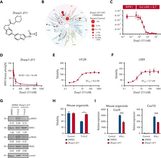Development of a novel RIPK1 kinase inhibitor. (A) Chemical structure of Zharp1-211. (B) Assessment of Zharp1-211 (10 μM) binding against 468 human kinases (DiscoverX kinase panel). TREEspot kinase interaction map of Zharp1-211 with 468 kinases. Red circles indicate kinases that were inhibited by AC002 >65%. Full data are presented in extended Data supplemental Table 2. (C) The binding constant (Kd) of Zharp1-211 with human recombinant RIPK1. (D) In vitro kinase activity assays using recombinant RIPK1. (E-F) Dose response curve and EC50 for Zharp1-211 in TNF-α–induced necroptosis in human HT-29 cells and mouse L929 cells. HT-29 cells were pretreated with Zharp1-211 at the indicated concentration for 2 hours before the treatment with necroptotic stimuli, TNF-α (40 ng/mL), the inhibitor of apoptosis protein (IAP) antagonist Smac mimetic (100 nM), and the pan-caspase inhibitor z-VAD (20 μM), for 48 hours (E). L929 cells were pretreated with Zharp1-211 at the indicated concentration for 2 hours before treatment with TNF-α (40 ng/mL) and z-VAD (20 μM) for 24 hours (F). Cell viability was assessed by measuring ATP levels. (G-H) Small intestinal organoids from WT B6 mice were treated with Zharp1-211 (100 nM) for 2 hours and then treated with TNF-α (40 ng/mL), Smac mimetic (100 nM), and z-VAD (20 μM). Immunoblotting of cell lysates from organoids with antibodies against RIPK1, p-RIPK1, MLKL, p-MLKL, and β-actin was performed at 8 hours after treatment with TNF-α, Smac mimetic, and z-VAD (G). Quantification of p-RIPK1, RIPK1, p-MLKL, or MLKL normalized to β-actin was shown under the band. Cell viability in organoids at 24 hours aftertreatment with TNF-α, Smac mimetic, and z-VAD, assessed by measuring ATP levels (H). (I-J) Small intestinal organoids prepared from B6 mice were pretreated with Zharp1-211 (100 nM) for 2 hours before the treatment with IFN-γ for 12 hours. qPCR measurement of Cxcl9, Cxcl10 expression (I), CIITA, and H2-DMB1 expression (J). (K) Small intestinal organoids prepared from B6 mice were pretreated with Zharp1-211 (100 nM) for 2 hours before the treatment with IFN-γ for 24 hours. The MFI of MHC II was determined by flow cytometer analysis. (L-M) Human intestinal organoids from 5 individual donors (n = 5) were treated with Zharp1-211 (100 nM) for 2 hours and then stimulated with IFN-γ for 12 hours. Expression of the indicated genes was analyzed by qPCR (L) and protein levels were measured by ELISA (M). (N) Intestinal crypt cells isolated from WT B6 mice were treated with DMSO, 100 nM Zharp1-211, or ruxolitinib (RUX) for 2 hours before stimulation with IFN-γ (100 ng/mL) for 1 hour. Cell lysates was collected for immunoblotting with antibodies against p-STAT1, STAT1, and β-actin. Quantification of p-STAT1 or STAT1 normalized to β-actin was shown under the band. Data shown are representative of 3 independent experiments. Data are shown as the mean ± SD. ∗P < .05; ∗∗P < .01; ∗∗∗∗P < .0001. Multiple comparisons were evaluated by one-way ANOVA (J-M), two-group comparisons used unpaired t test (two-tailed) (H-I). ANOVA, analysis of variance; ATP, adenosine triphosphate; ELISA, enzyme-linked immunosorbent assay analysis; MFI, mean fluorescence intensity; SD, standard deviation.