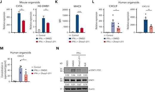 Development of a novel RIPK1 kinase inhibitor. (A) Chemical structure of Zharp1-211. (B) Assessment of Zharp1-211 (10 μM) binding against 468 human kinases (DiscoverX kinase panel). TREEspot kinase interaction map of Zharp1-211 with 468 kinases. Red circles indicate kinases that were inhibited by AC002 >65%. Full data are presented in extended Data supplemental Table 2. (C) The binding constant (Kd) of Zharp1-211 with human recombinant RIPK1. (D) In vitro kinase activity assays using recombinant RIPK1. (E-F) Dose response curve and EC50 for Zharp1-211 in TNF-α–induced necroptosis in human HT-29 cells and mouse L929 cells. HT-29 cells were pretreated with Zharp1-211 at the indicated concentration for 2 hours before the treatment with necroptotic stimuli, TNF-α (40 ng/mL), the inhibitor of apoptosis protein (IAP) antagonist Smac mimetic (100 nM), and the pan-caspase inhibitor z-VAD (20 μM), for 48 hours (E). L929 cells were pretreated with Zharp1-211 at the indicated concentration for 2 hours before treatment with TNF-α (40 ng/mL) and z-VAD (20 μM) for 24 hours (F). Cell viability was assessed by measuring ATP levels. (G-H) Small intestinal organoids from WT B6 mice were treated with Zharp1-211 (100 nM) for 2 hours and then treated with TNF-α (40 ng/mL), Smac mimetic (100 nM), and z-VAD (20 μM). Immunoblotting of cell lysates from organoids with antibodies against RIPK1, p-RIPK1, MLKL, p-MLKL, and β-actin was performed at 8 hours after treatment with TNF-α, Smac mimetic, and z-VAD (G). Quantification of p-RIPK1, RIPK1, p-MLKL, or MLKL normalized to β-actin was shown under the band. Cell viability in organoids at 24 hours aftertreatment with TNF-α, Smac mimetic, and z-VAD, assessed by measuring ATP levels (H). (I-J) Small intestinal organoids prepared from B6 mice were pretreated with Zharp1-211 (100 nM) for 2 hours before the treatment with IFN-γ for 12 hours. qPCR measurement of Cxcl9, Cxcl10 expression (I), CIITA, and H2-DMB1 expression (J). (K) Small intestinal organoids prepared from B6 mice were pretreated with Zharp1-211 (100 nM) for 2 hours before the treatment with IFN-γ for 24 hours. The MFI of MHC II was determined by flow cytometer analysis. (L-M) Human intestinal organoids from 5 individual donors (n = 5) were treated with Zharp1-211 (100 nM) for 2 hours and then stimulated with IFN-γ for 12 hours. Expression of the indicated genes was analyzed by qPCR (L) and protein levels were measured by ELISA (M). (N) Intestinal crypt cells isolated from WT B6 mice were treated with DMSO, 100 nM Zharp1-211, or ruxolitinib (RUX) for 2 hours before stimulation with IFN-γ (100 ng/mL) for 1 hour. Cell lysates was collected for immunoblotting with antibodies against p-STAT1, STAT1, and β-actin. Quantification of p-STAT1 or STAT1 normalized to β-actin was shown under the band. Data shown are representative of 3 independent experiments. Data are shown as the mean ± SD. ∗P < .05; ∗∗P < .01; ∗∗∗∗P < .0001. Multiple comparisons were evaluated by one-way ANOVA (J-M), two-group comparisons used unpaired t test (two-tailed) (H-I). ANOVA, analysis of variance; ATP, adenosine triphosphate; ELISA, enzyme-linked immunosorbent assay analysis; MFI, mean fluorescence intensity; SD, standard deviation.