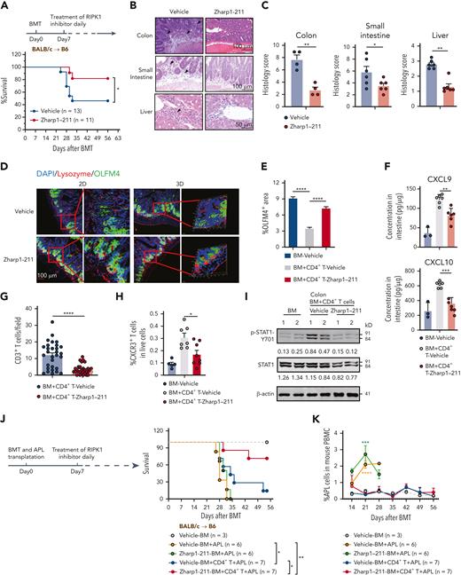 Pharmacological inhibition of RIPK1 reduces ongoing GVHD while preserving GVL activity. (A-I) The lethally irradiated B6 recipients (BALB/c→B6) received BALB/c TCD BM cells with CD4+ T cells. Starting at 7 days after allo-HCT, mice were treated daily (intraperitoneally) with vehicle or Zharp1-211 (5 mg/kg). (A) Survival of mice after allo-HCT. (B-C) Histological analysis of small intestine and liver, assessed on day 17 after allo-HCT. Representative H&E images (B) and quantification of pathology scores (C). Bars in colon and small intestine represent 100 μm. Bar in liver represents 50 μm. Black arrows indicate areas of inflammatory cell infiltration or cell damage. (D) Representative 2D and 3D confocal images of OLFM4+ ISCs and lysozyme+ Paneth cells in small intestines from the indicated mice at 17 days after allo-HCT. Bar represents 100 μm. (E) Quantitation of IHC staining of OLFM4 in small intestines on day 17 after allo-HCT. (F) ELISA analysis of CXCL9 and CXCL10 protein levels in the small intestine from the indicated mice at 17 days after allo-HCT. (G) Quantification of infiltrated CD3+ T cells in the small intestines from the indicated B6 recipients at day 17 after allo-HCT. (H) Quantification of infiltrated CXCR3+ CD3+ T cells in the small intestine from the indicated B6 recipients at day 17 after allo-HCT. (I) Immunoblotting analysis of p-STAT1, STAT1, and β-actin in the intestine from the indicated B6 recipients after allo-HCT. Quantification of p-STAT1 or STAT1 normalized to β-actin was shown under the band. (J-K) The lethally irradiated B6 recipients received TCD BM cells (BM) alone, or in combination with CD4+ T cells from BALB/c mice. Subsequently, these mice were challenged with 1 × 106 APL at the time of the BM transplant. Starting at 7 days after allo-HCT, recipients were treated daily (intraperitoneally) with vehicle or Zharp1-211 (5 mg/kg). The survival rates (J) and percentage of APL cells in peripheral blood from day 14(K) were measured. Vehicle-BM+APL group and Zharp1-211-BM+APL group were compared with Vehicle-BM group on day 21. Data shown are representative of 2 or 3s independent experiments. Data are shown as the mean ± SD (E), histology scores and concentrations of cytokines are shown as the mean ± SEM (C,F-H,K). ∗P < .05; ∗∗P < .01; ∗∗∗P < .001; ∗∗∗∗P < .0001. Survival comparisons were evaluated by log-rank test (A,J). Multiple comparisons were evaluated by one-way ANOVA (E-F,H); two-group comparisons used unpaired t tests (two-tailed) (C,G); APL cell measurements were evaluated by two-way ANOVA (K). ANOVA, analysis of variance; ELISA, enzyme-linked immunosorbent assay analysis; IHC, immunohistochemistry; SD, standard deviation; SEM, standard error of the mean.