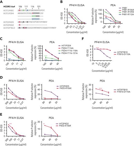 Mutagenesis studies imply a role for RKH and Y5motifs in platelet activation by PA clones. (A) HCDR3 sequences of clones studied. Critical amino acids in RKH and Y5 motifs are bolded. (B) Ala substitution for basic amino acids at positions 106, 109, and 112 of the RKH motif in PA clone HIT1P4B1 impaired its ability to bind PF4/H and to activate PF4-treated platelets. (C) Ala substitutions at positions 116 to 118 and 116 to 121 of the Y5 motif of PA clone HIT1P3D4 impaired its ability to bind to PF4/H and to activate PF4-treated platelets. (D) An R106K substitution in PA clone HIT2P4D5 abolished its ability to activate PF4-treated platelets but had only minimal effect on PF4/H binding. (E) A K106R substitution in NA clone HIT2P4D2 conferred platelet-activating function on the clone, while preserving PF4/H binding. (F) A D110A substitution in NA clone HIT5P7B10 significantly enhanced its platelet-activating ability and markedly increased its avidity for PF4/H. Concentrations of clonal IgG used in each reaction mixture are shown beneath B through F. Data shown are representative of 3 independent experiments for each clone and its mutant. Error bars represent mean ± SD of 2 replicates within each experiment. P values were calculated by 2-way analysis of variance. ∗P < .05, ∗∗P < .01, ∗∗∗P < .001, and ∗∗∗∗P < .0001.