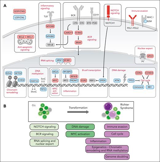 Genetic lesions and affected cellular pathways of RS. (A) Recurrent driver lesions and impacted B-cell pathways in RS. Image partially created with BioRender software. (B) Timing of major RS pathway alterations in the evolution of CLL toward RS. CNG, copy number gain; CNL, copy number loss; GOF, gain of function mutations; LOF, loss of function mutations.