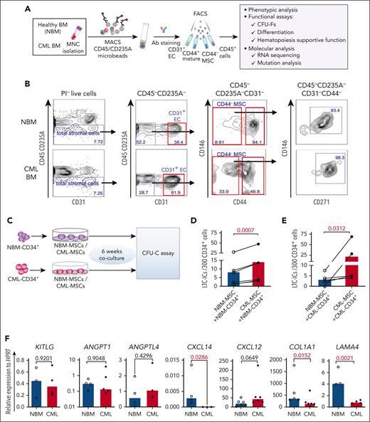 Altered BM niche composition and MSC function in patients with CML. (A) Strategy for isolation and characterization of the BM cellular niche components. (B) Representative FACS profiles showing gating strategy for sorting of ECs (CD45–CD235A–CD31+), MSCs (CD45–CD235A–CD31–CD44–), CD45–CD235A–CD31–CD44–CD146+CD271+ MSC subsets, and mature stromal cells (CD45–CD235A–CD31–CD44+) within total stromal cells (CD45–CD235A–) from BM samples of patients with newly diagnosed CML and age-matched healthy donors (NBM). (C-E) Abnormal hematopoiesis supportive function of MSCs derived from patients with CML, examined by LTC-IC assay. (C) Experimental design of coculture system for assessing LTC-ICs. Normal BM (NBM) or CML BM CD34+ cells were sorted and cocultured with either NBM MSCs or CML MSCs for 6 weeks. Subsequently, the cells were collected for CFU-C assay. (D) LTC-ICs derived from NBM CD34+ cells cocultured with NBM or CML MSCs. (E) LTC-ICs derived from CML CD34+ cells cocultured with NBM or CML MSCs. (F) Quantitative polymerase chain reaction analysis of HSC niche factor expression in the NBM and CML MSCs. Horizontal lines represent median values, and each dot represents the mean of triplicate or duplicate measurements on samples from an individual donor. The data were collected from 4 to 5 independent experiments. The statistical differences were determined by paired t test (D-E) or unpaired Mann-Whitney test (F). See also supplemental Figure 1.