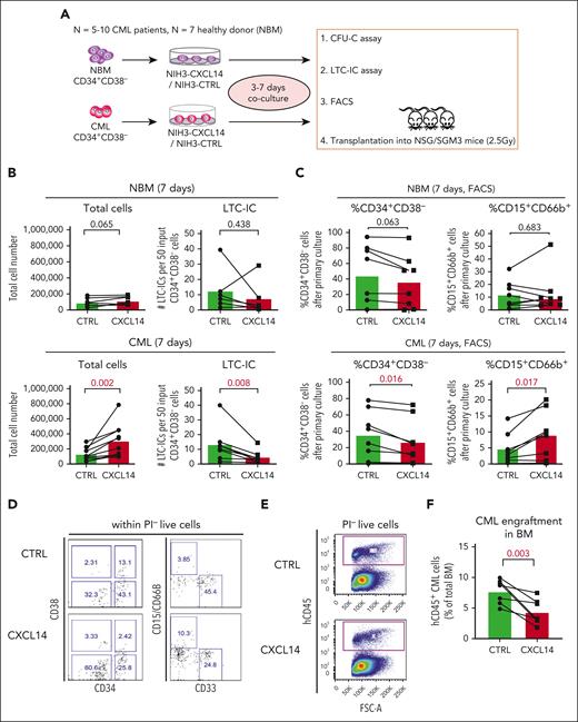 CXCL14 overexpression in stromal cells suppresses CML CD34+CD38− cell growth in vitro and engraftment in the NSG-SGM3 mice. (A) Scheme representing the experimental design of coculture system. BM CD34+CD38– cells from 5 to 10 patients with newly diagnosed CML and 7 age-matched healthy donors (NBM) were sorted and cocultured with CXCL14-overexpressed NIH3 stromal cells (NIH3-CXCL14) or control NIH3 cells (NIH3-CTRL) for 3 to 7 days and analyzed by FACS and LTC-IC assay or transplanted into sublethally irradiated NSG-SGM3 mice. (B) Total cell numbers and LTC-ICs from NBM or CML CD34+CD38− cells cocultured with control or NIH3-CXCL14 stroma. The statistical difference was determined by paired t test. (C) The frequency of CD34+CD38– and CD15+CD66B+ myeloid cells generated from NBM or CML CD34+CD38– cells cocultured with control or NIH3-CXCL14 stroma. (D) Representative FACS profiles showing gating strategy of CD15+CD66B+CD33− myeloid cells and CD34+CD38– cells after the cocultures. The numbers in the panels are the percentage of positive cells within total live (PI–) cells. (E) Representative FACS profiles showing gating strategy of human CD45+ CML cells engrafted in the NSG-SGM3 recipient mouse BM. The numbers in the panels are the percentage of positive cells within total live cells. (F) Reduced CML engraftment from the CML CD34+CD38– cells cultured with NIH3-CXCL14 stroma in the BM of NSG-SGM3 mice at 10 to 12 weeks after transplantation. The tested CML cells were transplanted at 3 to 4 days after the coculture. Data were from 2 independent experiments on BM from 3 patients with CML. Each dot represents engraftment in a single recipient mouse. Horizontal bars indicate median values. The statistical difference was determined by unpaired t test.