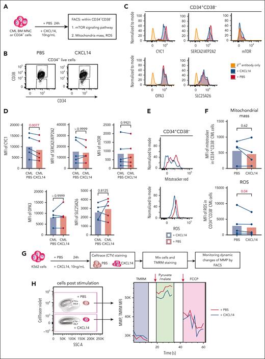 Reduced mitochondrial respiratory activities in CML CD34+CD38− cells 24 hours after CXCL14 stimulation. (A) Experimental setup. BM cells from patients with primary CML were first stimulated with recombinant CXCL14 proteins or phosphate buffered saline (PBS) for 24 hours and collected for the detection of mitochondrial mass, ROS, mTOR, and OXPHOS pathway by FACS. (B) FACS profile showing gating strategy for CML CD34+CD38– cells 24 hours after CXCL14 stimulation. (C) Representative histograms showing expression of CYC1, ATP2A2, phospho mTOR, OPA3, and SLC25A26. (D) The mean fluorescent intensities (MFI) of CYC1, ATP2A2, phospho mTOR, OPA3, and SLC25A26 in the CD34+CD38– BM cells. Each dot represents data from 1 patient with CML. The numbers in the panel are P values determined by paired t test. (E) Histograms showing mitochondrial mass and ROS intensity in the CML CD34+CD38– cells. (F) MFI of mitotracker red and ROS staining in the CD34+CD38– BM cells. Each dot represents data from 1 patient with CML. The numbers in the panel are P values determined by paired t test. (G) Experimental setup for monitoring MMP by tetramethylrhodamine staining in K562 CML cells 24 hours after stimulation with CXCL14. The cells stimulated by PBS or CXCL14 were separated by CellTrace violet, and their MMPs were recorded continuously before and after the additions of complex I stimulus malate and pyruvate, and subsequently, OXPHOS uncoupler carbonyl cyanide-4 (trifluoromethoxy) phenylhydrazone (FCCP). (H) Representative FACS profile showing dynamics of MMP (tetramethylrhodamine intensity) in the K562 cells after stimulation with PBS or CXCL14. The arrows indicate the addition of the corresponding reagents. See also supplemental Figure 9.