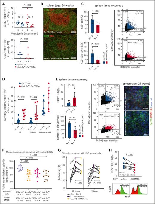 Effect of Kdm1a depletion on components of the CLL microenvironment. (A) iKdm1aKD;Eμ-TCL1A leukemic mice (red) with reduced absolute numbers of CD3+ T cells in PB (top, Dox-treatment for 4 weeks, P = .028) and spleen (bottom, Dox-treatment until end of survival experiment, P = .032) compared with those of Eμ-TCL1A animals (blue, Mann Whitney test). “N” in panels A-E indicates the number of analyzed animals. (B) Representative images of B220 (green)/CD3 (red) immunofluorescence stainings illustrating reduced density of CD3+ T cells in splenic germinal centers of iKdm1aKD;Eμ-TCL1A (bottom) vs Eμ-TCL1A (top) mice (2 weeks of Dox-treatment). (C) Tissue cytometer analysis (StrataQuest) of CD3/KDM1A immunofluorescence stainings of spleen sections. Left: quantification of CD3/KDM1A signals demonstrating decreased CD3+ T cells (P = .029) and confirming KDM1A knockdown in the reduced T cells (P = .038) in spleens of iKdm1aKD;Eμ-TCL1A (red) vs Eμ-TCL1A mice (blue, Mann Whitney test, mean ± SD). Right: representative tissue cytometry plots of CD3/KDM1A stainings. (D) Significantly higher percentage of CD11b+F4/80+ monocytes/macrophages in PB (P = .001) and spleens (P = .002) of iKdm1aKD;Eμ-TCL1A (red) mice vs control (blue) animals (flow cytometry, Mann Whitney test at end point). (E) Left: quantification of immunofluorescence signals from F4/80 and KDM1A costained spleen sections display an increase of F4/80+ macrophages (P = .03) with reduced KDM1A signal in F4/80+ macrophages (P = .01) in iKdm1aKD;Eμ-TCL1A (red) vs Eμ-TCL1A (blue, Mann Whitney test, mean ± SD) mice after 2 weeks of Dox-treatment. Middle: representative tissue cytometry plots of F4/80 and KDM1A costainings. Right: representative immunofluorescence staining of F4/80 (green)/KDM1A (red) in spleen sections from Eμ-TCL1A (top) and iKdm1aKD;Eμ-TCL1A (bottom) mice. (F) Murine primary CLL cells (Eμ-TCL1A with or without induced KDM1A-KD) were cocultured for 48 hours with murine BM stromal cells (BMSCs) supplemented with CpG and IL-15. Flow cytometry for annexin V demonstrates lower viabilities of iKdm1aKD;Eμ-TCL1A leukemic cells cocultured with Eμ-TCL1A BMSCs or with iKdm1aKD;Eμ-TCL1A BMSCs and of Eμ-TCL1A leukemic cells cocultured with iKdm1aKD;Eμ-TCL1A BMSCs (all compared with Eμ-TCL1A leukemic cells cocultured with Eμ-TCL1A BMSCs; all P < .05, Mann Whitney test). (G) Human primary CLL cells as suspension cultures or cocultured with HS-5-shCtrl. or HS-5-shKDM1A stromal cells (confirmed KDM1A-KD in supplemental Figure 3E). Reduced prosurvival effect of HS-5-shKDM1A stromal feeders on CLL cells (annexin V flow cytometry) at 48 hours (P = .012) and 72 hours (P = .004; Student t test, black connecting lines for samples from identical patients). (H) Primary CLL cells cocultured for 48 hours with differentiated THP-1-shCtrl. or THP-1-shKDM1A monocytic cells (confirmed KDM1A-KD in supplemental Figure 3F) supplemented with CpG and IL-15. Top: knockdown of KDM1A in THP-1 cells reduces the percentage of proliferating (Ki-67+) CLL cells (P = .004, Student t test; black connecting lines for samples of identical patients). Bottom: representative histogram of flow-cytometric Ki-67 expression.
