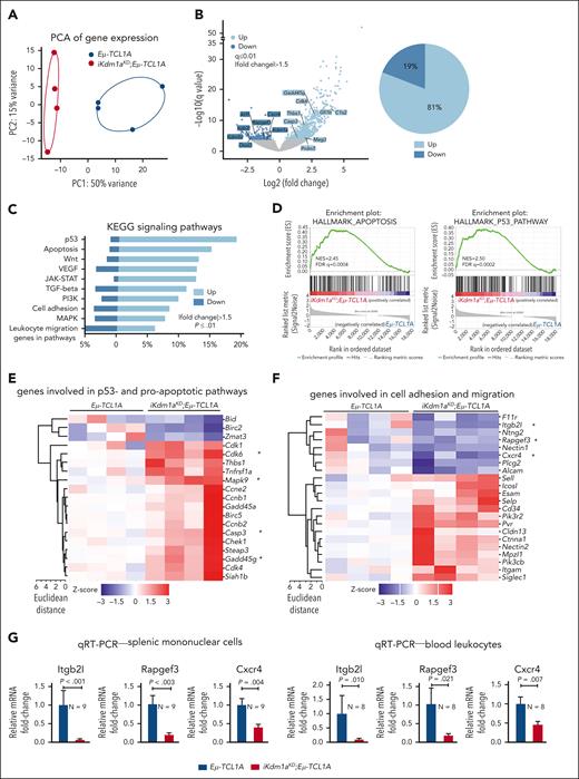 Transcriptional changes following Kdm1a depletion in Eμ-TCL1A mice. (A) PCA of RNA-seq data reveals distinct groups by genotype. Each data point represents 1 mouse. (B) Left: volcano plot showing differential gene expression between splenic MCs from Eμ-TCL1A vs from iKdm1aKD;Eμ-TCL1A mice (light blue: upregulated in iKdm1aKD;Eμ-TCL1A, dark blue: downregulated in iKdm1aKD;Eμ-TCL1A). Right: pie chart indicating the percentage of up- and downregulated genes. One thousand thirteen genes were differentially expressed between splenic MCs from Eμ-TCL1A vs from iKdm1aKD;Eμ-TCL1A mice, FCh > 1.5, q ≤ 0.01, with most of them (81%) upregulated in the iKdm1aKD;Eμ-TCL1A model. (C) GSEA of DEGs between the Eμ-TCL1A and iKdm1aKD;Eμ-TCL1A systems. The bars represent the percentage of genes from the data set that mapped to the corresponding KEGG pathways. Light blue: upregulated genes and dark blue: downregulated genes in iKdm1aKD;Eμ-TCL1A splenocytes, FCh > 1.5, P ≤ .01. (D) Enrichment plots of GSEA of apoptosis (left) and p53 (right) pathways. NES and FDR q values are indicated. (E) Heatmap of DEGs associated with p53- and proapoptotic pathways. (F) Heatmap of DEGs associated with the pathway clusters of cell adhesion and migration. (G) Quantitative reverse transcriptase polymerase chain reactionanalysis demonstrating reduced expression of Itgb2l, Rapgef3, and Cxcr4 in splenic MCs and in PB leukocytes of iKdm1aKD;Eμ-TCL1A vs Eμ-TCL1A mice (all P < .05, Student t test, mean ± SEM).