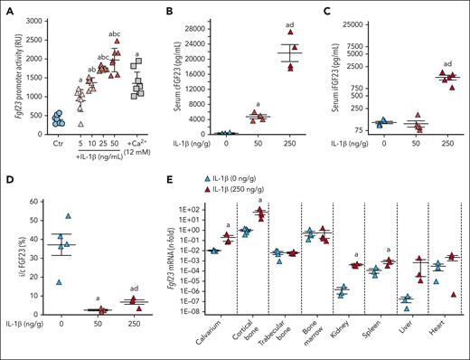 Acute inflammation increases bone FGF23 production. (A) Fgf23 promoter activity in MC3T3-E1 osteoblasts in response to escalating doses of IL-1β and calcium used as positive control. Serum (B) cFGF23, (C) iFGF23, (D) i/cFGF23, and (E) bone Fgf23 mRNA expression in 6-week-old WT mice, 6 hours after administration of a single dose of IL-1β. n ≥ 3 per group, P < .05 vs (a) 0 (Ctr), (b) 5, (c) 10 ng/mL, and (d) 50 ng/g IL-1β.