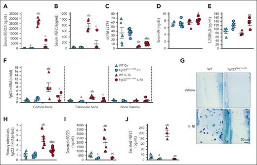 Deletion of Fgf23 in osteocytes reduces circulating FGF23 in acute inflammation. Serum (A) cFGF23, (B) iFGF23, (C) i/cFGF23, (D) phosphate, (E) 1,25OH2D, bone (F) Fgf23 mRNA, and (G) FGF23 protein expression in 6-week-old WT and Fgf23Dmp1-cKO mice 6 hours after administration of a single dose of 250 ng/g IL-1β. n ≥ 5 per group, P < .05 vs (a) WT Ctr, (b) Fgf23Dmp1-cKO Ctr (c) WT IL-1β. (H) Fgf23 mRNA levels and secreted (I) cFGF23 and (J) iFGF23 in primary osteoblast cultures cultured for 3 weeks in osteoblastic medium and treated with saline or 10 ng/mL of IL-1β for 6 hours. n ≥ 3 per group, P < .05 vs (a) WT Ctr, (b) Fgf23Dmp1-cKO Ctr (c) WT IL-1β.