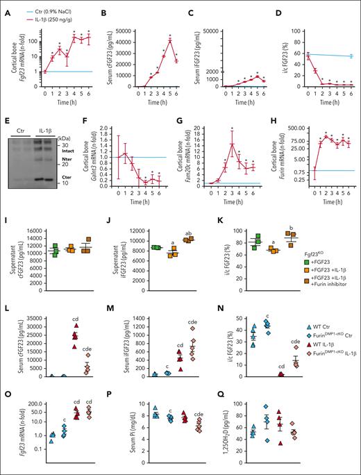 FGF23 cleavage by furin in osteocytes contributes to a time dependent secretion of FGF23 cleaved peptides. (A) Cortical bone Fgf23 mRNA, serum (B) cFGF23, (C) iFGF23, (D) i/cFGF23, (E) IP/WB of circulating FGF23 peptides, and cortical bone mRNA expression of (F) Galnt3, (G) Fam20c and (H) Furin in 6-week-old WT mice up to 6 hours after administration of a single dose of 250 ng/g IL-1β. Supernatant (I) cFGF23, (J) iFGF23 and (K) i/cFGF23 in 24 hours cultures of bone explants from Fgf23KO mice treated with recombinant murine iFGF23 (10 ng/mL) and IL-1β (10 ng/mL) and furin inhibitor (0 or 15 μg/mL). Serum (L) cFGF23, (M) iFGF23, (N) i/cFGF23, (O) bone Fgf23 mRNA, (P) serum phosphate, and (Q) 1,25OH2D in 6-week-old WT and FurinDmp1-cKO mice 6 hours after administration of a single dose of 250 ng/g IL-1β. n ≥ 3 per group, P < .05 vs (∗) Ctr, (a) Fgf23KO + FGF23, (b) Fgf23KO + FGF23 + IL-1β, (c) WT Ctr, (d) FurinDmp1-cKO Ctr, (e) WT IL-1β.