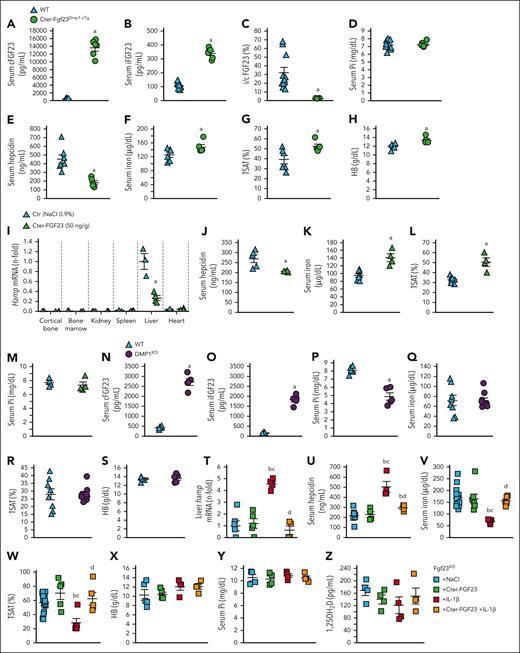 Cter-FGF23 peptides directly regulate iron metabolism in mice. Serum (A) cFGF23, (B) iFGF23, (C) i/cFGF23 ratio, (D) phosphate, (E) hepcidin, (F) iron, (G) TSAT, and (H) Hb in 6-week-old WT and Cter-Fgf23Dmp1-cTg mice. Liver (I) Hamp mRNA expression, serum (J) hepcidin, (K) iron and (L) TSAT and (M) phosphate in 6-week-old WT mice 6 hours after administration of a single dose of 50 ng/g Cter-FGF23. Serum (N) cFGF23, (O) iFGF23, (P) phosphate, (Q) iron, (R) TSAT, and (S) Hb in 6-week-old WT and Dmp1KO mice. Liver (T) Hamp mRNA, serum (U) hepcidin, (V) iron and (W) TSAT, (X) Hb, (Y) phosphate and (Z) 1,25OH2D in 6-week-old FGF23KO mice 6 hours after administration of a single dose of Cter-FGF23 (50 ng/g), IL-1β (250 ng/g), or both. n ≥ 5 per group. P < .05 vs (a) WT/Ctr, (b) Fgf23KO + NaCl, (c) Fgf23KO + Cter-FGF23, (d) Fgf23KO + IL-1β.