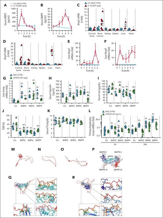 Cter-FGF23 peptides antagonize BMP2/9-induced hepcidin secretion. Time course of serum (A) BMP2 and (B) BMP9, mRNA expression of (C) Bmp2 and (D) Bmp9 in selected organs and time course mRNA expression of liver (E) Bmp2 and (F) Bmp9 in 6-week-old WT mice, 6 hours after administration of a single dose of 250 ng/g IL-1β. Liver (G) Hamp mRNA expression and serum (H) hepcidin, (I) iron and (J) TSAT and (K) phosphate in 6-week-old WT mice 6 hours after administration of a single dose of 50 ng/g Cter-FGF23, 10 ng/g BMP (2, 6 or 9), or both. n ≥ 5 per group. Expression of (L) Hamp mRNA in primary hepatocytes treated with Cter-FGF23 (50 ng/mL), 10 ng/mL BMP (2, 6 or 9) or both for 6 and 24 hours. n ≥ 5 per group. P < .05 vs (∗) Ctr T0, (a) Ctr NaCl, (b) Ctr Cter-FGF23, (c) BMP (2, 6, 9). (M) iFGF23 predicted 3D structure, (N) Cter-FGF23 isolated from panel M, (O) predicted AlphaFold2 Cter-FGF23 structure (model 0), (P) BMP2 dimer (blue) binding BMPR-II (purple) and BMPR-IA (red), (Q) Interaction of 2 molecules of Cter-FGF23 with a dimeric BMP2 at the BMPR-II site, (R) Interaction of 2 molecules of Cter-FGF23 with a dimeric BMP9.