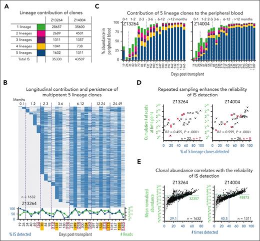 Contribution and persistence of multipotent 5-lineage clones. (A) Summary of retrospectively assigned lineage contribution for unique clones. (B) Longitudinal detection of multipotent 5-lineages clones. Blue and gray indicate the presence and absence of clones, respectively. Graph below heatmap: frequency of 5-lineage clones detected (blue, left y-axis) and number of reads (green, right y-axis) for each time point. BM time points are outlined in red. Time points with multiple FACS-purified lineages are highlighted in yellow. (C) Longitudinal contribution of 5-, 4-, 3-, 2-, and 1-lineage clones to the PB. Color code as defined in panel A. (D) Impact of sampling on the reliability of IS detection. Correlation of the cumulative read count from a single PB (black symbol) or BM (red symbol) time point, with the frequency of multipotent 5-lineage clones detected at the same time point. (E) Impact of clonal abundance on the reliability of IS detection. Correlation of the mean normalized abundance of 5-lineage clones (black dots), with the number of times the clone was detected across all analyzed samples. Gray background indicates clones associated with other groups. The mean normalized abundance and average number of times detected across all clones are indicated with the green horizontal line and the blue vertical line, respectively.