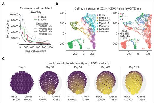 Mathematical model of clonal loss and stochastic HSC engraftment. (A) Overlay of observed clonal loss in Z13264 (red line) and Z14004 (green line) with the results of our mathematical model of loss of unique clones (black lines, Nt for t = 1 ,….., T = 1000 days). Different starting cell numbers of engrafted HSCs were explored in the simulations as indicated. (B) CITE-seq of a representative human steady-state BM CD34+ population. (Left) Transcriptionally distinct progenitor subsets were color coded as indicated in the color key. (Right) Cell-cycle status of cells. (C) Longitudinal change of clonal loss and HSC clone size. Simulations were performed with 120 000 HSCs at the time of transplant, an initial cell-cycle rate of 100% per day for 20 days and 10% cycle rate per day thereafter. The number of unique clones for each representative time point is shown (bottom right). Dot sizes illustrate the clone sizes.