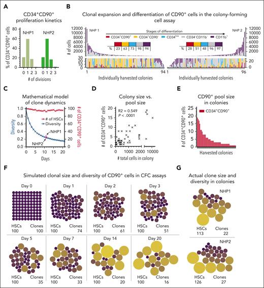 Stochastic outgrowth of CD34+CD90+ cells in CFC assays. (A) Number of divisions of CFSE-stained CD34+CD90+ cells after 24-hour culture in CFC medium. CFSE staining was determined flow cytometrically, and the number of divisions as well as the frequency of divided cells were calculated relative to the parental population. (B) Size and composition of CD34+CD90+-derived colonies after 11 days of culture. Phenotypes and cell numbers were determined flow cytometrically. Tables in the center indicate the frequency of colonies containing phenotypically defined stages of differentiation defined above. (C) Simulation of the change in the clonal repertoire (blue line) and number of CD34+CD90+ cells in colonies over time (red line). (D) Correlation of the size of CD34+CD90+-containing colonies with the actual number of CD34+CD90+ cells within each colony. (E) Number of CD34+CD90+ cells within colonies. (F) Visualization of the change in the clonal repertoire and CD34+CD90+ clone size in colonies based on the simulation. (G) Actual size of the clonal repertoire and CD34+CD90+ clone size from the CFC assay in panel C. The dot size is proportional to the number of cells in the colony.