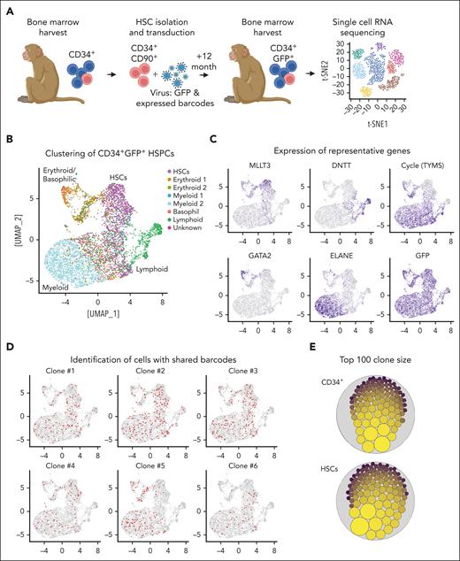 Development of clonal HSC pools in vivo. (A) Experimental design. NHP CD34+CD90+ cells were transduced with lentivirus encoding for GFP and expressed barcodes. After 12 months, GFP+CD34+ cells were isolated from the BM and analyzed by scRNA-seq. (B) scRNA-seq of GFP+CD34+ cells. Transcriptionally distinct progenitor subsets were color coded as indicated in the color key. (C) Expression of GFP, representative genes associated with primitive HSCs (MLLT3), lymphoid (DNTT), erythroid (GATA2), and myeloid (ELANE) progenitors, as well as proliferating cells (TYMS). (D) Identification of cells sharing the same expressed barcode for the 6 most abundant clones. (E) Graphical representation of the clone size in CD34+ cells (all clusters combined) and the transcriptionally primitive HSC subset. The dot size is proportional to the number of cells sharing the same expressed barcode identified by scRNA-seq.