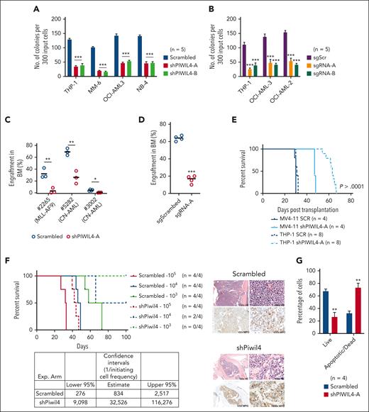Aberrant expression of PIWIL4 is required for sustenance of AML growth. (A) Percentage difference in clonogenicity in CFU assay of PIWIL4-depleted vs control AML cell lines. Bars indicate mean and standard error of the mean (SEM). “n” indicates number of independent experiments. (B) Number of colonies in CFU assay of AML cell lines transduced with sgScr vs sgRNAs against PIWIL4 (sgRNA-A and B). Bars indicate mean colony number and SEM. “n” indicates number of independent experiments. (C) Flow cytometry analysis of human engraftment in BM of NSG mice that underwent transplantation with cells from patients with AML transduced with shRNA or scrambled control. Engraftment was determined by CD45 and GFP double positivity. Dots indicate engraftment levels in individual mice. (D) Flow cytometry analysis of human engraftment in BM of NSG mice that underwent transplantation with OCI-AML3 cells transduced with sgPIWIL4 or sgSCR control. Engraftment was determined by positivity for CD45. Dots indicate engraftment levels in individual mice. (E) Kaplan Meier plot showing the survival of NSG mice that underwent transplantation with PIWIL4-depleted AML cell lines. (F) Kaplan Meier plot of mice that underwent transplantation with cell number dilutions (105, 104, and 103) of ckit+ MLL-AF9+ cells from primary leukemic mice transduced with shRNA against Piwil4 or scrambled control. “n” indicates the number of individual mice that underwent transplantation. The table shows calculated LSC frequencies and the right panel shows hematoxilin and eosin-stained histopathology and myeloperoxidase (MPO) immunohistochemistry of representative mice. (G) Apoptosis assay of PIWIL4-depleted cells from patients with primary AML. “n” indicates the number of biological replicates.