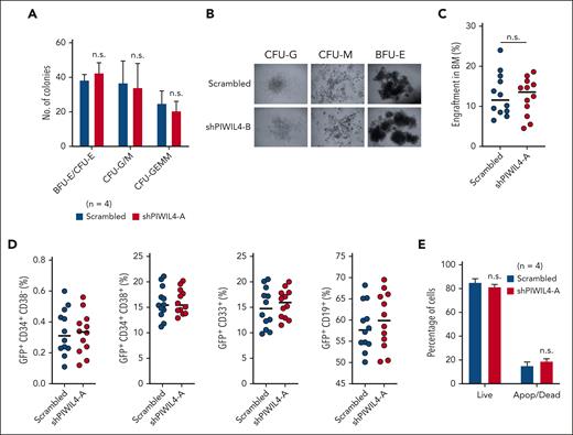 PIWIL4 is dispensable for normal human hematopoiesis in vivo. (A) CFU assay showing number of CFU-GEMM, myeloid (CFU-GM), and the erythroid (BFU-E blast forming unit erythroid, CFU-E) colonies at day 14, formed by CB-derived CD34+ HSPCs transduced with scrambled control or shPIWIL4. Bars indicate mean colony number and SEM. “n” indicates number of independent experiments. (B) Representative image of the morphology of colonies observed in CFU assay of PIWIL4-depleted healthy human HSPCs vs control. (C) Total percentage of human engraftment in BM of NSG mice at 12 weeks after transplantation with scrambled or shRNA-transduced healthy CD34+ HSPCs. Engraftment was determined by GFP positivity. Dots indicate engraftment levels in individual mice. (D) Flow cytometry analysis of immunophenotypic subpopulations, stem cell–enriched (CD34+), myeloid (CD33+), or B-cell (CD19+), in BM of NSG mice that underwent transplantation with scrambled or shRNA-transduced healthy CD34+ HSPCs. (E) Apoptosis assay of PIWIL4-depleted CD34+ HSPCs vs scrambled control. “n” indicates the number of biological replicates.