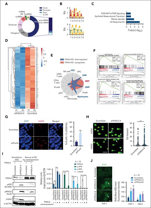 PIWIL4 binds to cancer-associated protein coding RNA in AML cells and its depletion induces deregulation of LSC and DNA repair–associated pathways. (A) Genomic distribution of PIWIL4 bound RNA in THP-1 cells from 2 independent PAR-CLIP experiments. (B) The top 2 significantly enriched motifs of PIWIL4-binding sites in THP-1 cells. (C) MSigDB pathway analysis of RNA targets of PIWIL4 annotated to protein-coding genic regions. (D) Heatmap of differentially expressed genes in shPIWIL4 vs scrambled transduced THP-1 cells, depicting expression of LSC-associated genes identified in HSC/CMP/GMP lineage LSCs from MLL-AF9, MOZ-TIF2, and MN1 models. (E) Cell radar analysis of differentially expressed genes. (F) gene set enrichment analysis (GSEA) of RNA-seq of PIWIL4-depleted THP-1 cells.39 (G) γ-H2AX foci in Piwil4-depleted ckit+ MLL-AF9+ cells. The horizontal size bar represents a distance of 20 μM. The right panel shows the mean percentage of cells with more than 5 foci combined from 3 independent experiments (H) Neutral comet assay depicting damaged DNA in PIWIL4-depleted cells from patients with primary AML. The size bar depicts 100 μm distance. The right panel shows a summary of the tail moment of single cells combined from 3 biological replicates. (I) Left panel: representative western blot for PIWIL4, p-ATR, p-RPA2, and γ-H2AX and β-actin as a control on PIWIL4-depleted THP-1 cells and depleted cells rescued by ectopic expression of PIWIL4. Right panel: densitometry data analyzed using ImageJ of PIWIL4, p-ATR, p-RPA2, and γ-H2AX protein levels normalized to β-actin protein levels in scrambled vs shPIWIL4-A-transduced THP-1 cells with (+) or without (−) the ectopic expression of PIWIL4. The data is a summary of 3 independent experimental replicates. (J) Native bromodeoxyuridine (BrdU) staining of PIWIL4-depleted AML cells. The left panel shows a representative figure of anti–BrdU-488–stained THP-1 cells. The size bar represents a distance of 20 μM. The right panel shows mean fluorescent intensity of anti–BrdU-488–stained cells.