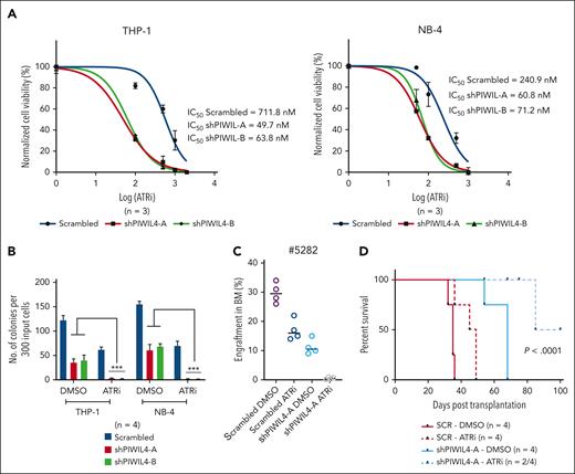 PIWIL4 depletion and ATR inhibition act synergistically to target AML cells. (A) Fifty percent inhibitory concentration (IC50) of ATRi in scrambled and PIWIL4-depleted AML cells at 72 hours after treatment. (B) Percentage difference in clonogenicity in CFU assay of scrambled and shPIWIL4-transduced AML cell lines treated with respective IC50 concentrations (scrambled/shPIWIL4-A/shPIWIL4-B: THP-1-712/50/64 nM; NB-4-240/61/71 nM) of ATRi. (C) Flow cytometry analysis of human engraftment in BM of NSG mice sacrificed 12 weeks after transplantation with cells from patients with AML transduced with shRNA or scrambled, sorted and treated with dimethyl sulfoxide (DMSO) or respective IC50 concentrations of ATRi (712 nM for scrambled and 50 nM for shPIWIL4-A) for 48 hours. (D) Kaplan Meier plot depicting survival of NSG mice that underwent transplantation with scrambled control or shPIWIL4-transduced THP-1 cells treated with DMSO or respective IC50 concentrations of ATRi (712 nM for scrambled and 50 nM for shPIWIL4-A).