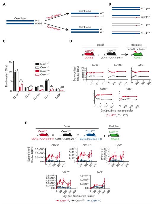 Feasibility of an allele-nonselective Cxcr4 inactivation cure strategy for WHIM syndrome. (A) Possible gene-editing cure strategies for the gain-of-function mutations causing WHIM syndrome. ∗ denotes WHIM mutation location in Cxcr4. (B) The 4 possible genotypes produced by allele-nonselective Cxcr4 inactivation. (C) Absolute leukocyte subtype counts in mouse blood stratified by Cxcr4 genotype. N > 19 mice in each group. (D-E) Hematopoietic reconstituting activity of Cxcr4o/w vs Cxcr4+/w BM cells during competitive transplantation of lethally irradiated Cxcr4+/w recipient mice (D) and after single genotype BM transplantation of unconditioned Cxcr4+/w recipient mice (E). The experimental schemes are shown at the top of panels D and E. Donor and recipient cells were marked by different CD45 isoforms for detection and quantitation via flow cytometry. n = 5 mice in each group in panels D and E. ∗P < .05; ∗∗P < .01; ∗∗∗P < .001. Data in panels D and E are from a single experiment and are representative of 2 experiments for panel D.