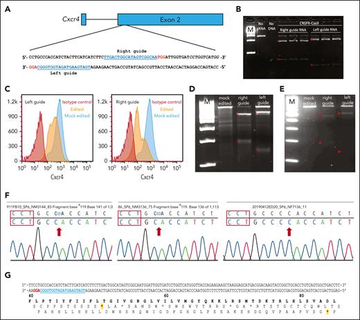 CRISPR/Cas9-mediated Cxcr4 inactivation. (A) Sequences and gene locations of 2 sgRNAs that nonspecifically target both the wild-type and WHIM Cxcr4 alleles. sgRNA sequences are in blue and the PAM sequence is in red. (B) Cell-free system. Cxcr4 amplicons generated via PCR were incubated with Cxcr4-sgRNA/Cas9 RNP complex in vitro and the cleavage products were detected by agarose gel electrophoresis. Experimental conditions are indicated at the top of each lane: M, 1 kb DNA ladder markers; no sgRNA, control Cxcr4-amplicon incubated with Cas9 but without sgRNA; Right guide RNA and left guide RNA refer to Cxcr4 amplicons incubated with RNPs containing the indicated sgRNA, each performed in triplicate. ∗ denotes expected fragment sizes based on the sgRNA location within the amplicon. (C-F) Cell-based transfection system using Cxcr4-sgRNA/Cas9 RNP complex. (C-D) Editing of the pre–B-cell lymphoma cell line L1.2. (C) FACS analysis of nonpermeabilized L1.2 cells with Cxcr4 antibody. The sgRNA is specified at the upper left of each panel. Red and orange histograms, Cxcr4-sgRNA/Cas9 RNP-transfected cells tested with isotype control antibody (red) or anti-Cxcr4 antibody (orange). Blue histograms, mock-transfected cells tested with anti-Cxcr4 antibody. (D) T7 endonuclease 1 (T7E1) editing assay of L1.2 cells. Cxcr4 amplicons from mock-transfected cells or cells transfected with either the left or right sgRNA/Cas9 RNP-transfected, as specified at the top of each lane, were treated with T7E1 and the products were revealed via agarose gel electrophoresis. M, 100 bp DNA ladder. Red stars indicate the DNA fragments cleaved by T7E1. (E-G) Editing of primary cKit+ HSPCs from BM of C57BL/6 mice. (E) T7E1 assay. (F) Identification of cleavage site indels. Sequences of 3 Cxcr4 amplicons from edited HSPCs are shown. The PAM sequence is located within the red boxes. Red arrows, deletions of 1 (left) or 2 nucleotides (middle), and insertion of 1 nucleotide (right). (G) Location of premature stop codons in Cxcr4 introduced by CRISPR/Cas9-generated indels. In the DNA sequence, the PAM site is highlighted in red and the sgRNA sequence is in blue. Protein sequence numbers at the top demarcate amino acid positions; red stars show positions of chain termination introduced by the 1 deletion (first star) and 2 deletions or 1 addition (second star).