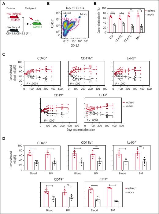Cxcr4-sgRNA/Cas9 RNP-transfected WHIM HSPCs have a selective advantage for durable hematopoietic reconstitution over mock-transfected cells in lethally irradiated Cxcr4+/w recipient mice. (A) Competitive gene therapy experimental design. The editing status and CD45 isoforms used for distinguishing donor and recipient cells are given at the tops and bottoms of the mouse icons, respectively. Left-Cxcr4-sgRNA/Cas9 RNP-transfected (edited) and mock-transfected (mock) HSPCs were mixed 1:1 and transplanted into lethally irradiated Cxcr4+/w recipients. (B) Cxcr4-sgRNA/Cas9 RNP–transfected (edited) and mock-transfected (mock) donor HSPCs were transplanted in approximately equal numbers. Numbers indicate the percentage of total cells in each gate before transplantation. (C) Hematopoietic reconstitution of the blood. The leukocyte subsets are indicated above each panel. Each data point represents an individual mouse and the solid lines trace the means across time for the experimental conditions coded at the right of the panel. (D-E) Hematopoietic reconstitution of the BM. Mature BM cells (D) and HSPCs (E) were analyzed on day 381 after transplantation when the experiment was arbitrarily terminated. In panel D, data for the same leukocyte subsets in the blood are regraphed from the same day from panel C to facilitate comparison. Data are presented as a scatter plot (n = 3) and as the mean ± SEM of the percent of total donor-derived cells for each subset. Data are from a single experiment, representative of 3 independent experiments. LT-HSC, long-term hematopoietic stem cell (CD34-Flt3−LSK); MPP, multipotential progenitor (CD34+Flt3+LSK); ST-HSC, short-term hematopoietic stem cell (CD34+Flt3−LSK).