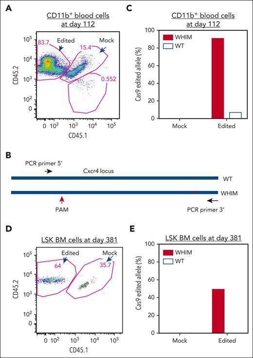 WHIM allele–inactivated HSPCs have a selective advantage for engraftment to reconstitute hematopoietic cells. (A) Flow cytometry plot of sorted CD11b+ cells in blood from a recipient mouse 112 days after transplantation. DNA was isolated for analysis of allele-specific edits from the sorted CD11b+ cells, which were derived from RNP-transfected and mock-transfected HSPCs post transplantation, as described in Figure 3. (B) PCR cloning design for sequencing Cxcr4 that covers both the CRISPR/Cas9 PAM site and the WHIM mutation site. (C) Edit analysis for the sorted CD11b+ cells shown in panel A. Edits were scored on the wild-type and WHIM alleles for CD11b+ cells derived from either the mock-transfected or Cxcr4-sgRNA/Cas9 RNP–transfected donor HSPCs. Eighteen and 25 clones were sequenced for the CD11b+ cells derived from mock-transfected and Cxcr4-sgRNA/Cas9 RNP–transfected HSPCs, respectively. (D) Flow cytometry plot of LSK cells sorted from BM of the same recipient mouse shown in panel A 381 days after transplantation. (E) Edit analysis for the sorted LSK cell populations shown in panel D. A total of 6 and 10 clones were sequenced for the cells derived from the mock-transfected and Cxcr4-sgRNA/Cas9 RNP–transfected HSPCs, respectively.
