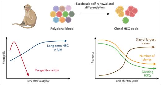 Long-term HSCs can contribute to multiple blood lineages during the early phases of posthematopoietic transplantation in nonhuman primates. Because of their faster proliferation rate in the early posttransplantation phase, clonal stem-cell pools are formed. Figure created using BioRender.