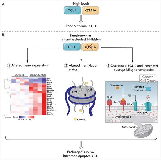 (A) KDM1A interacts with TCL1 and is increased in CLL. Higher levels are associated with more aggressive disease and shorter response to chemoimmunotherapy. (B) Knockdown of KDM1A in a mouse model alters gene expression, notably of genes regulating apoptosis and motility, alters methylation status, and works synergistically with agents, such as venetoclax, to increase CLL cell killing. BAK, BCL2 antagonist/killer 1; BAX, BCL2 associated X; BCL2, B-cell lymphoma 2; BIM, Bcl-2 interacting mediator of cell death. Professional illustration by Patrick Lane, ScEYEnce Studios.