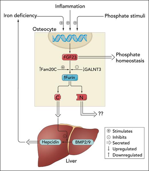 Regulation of iron or phosphate homeostasis by C-terminal vs full-length FGF23. Inflammation, iron deficiency, and phosphate-related stimuli activate FGF23 transcription in osteocytes. Newly translated FGF23 protein is either glycosylated by GALNT3 and secreted into circulation to regulate phosphate homeostasis or phosphorylated by Fam20C and cleaved by furin. Courbon et al demonstrate that inflammation also increases expression of Fam20C and Furin and decreases GALNT3 expression. C-terminal FGF23 fragments are secreted by osteocytes and travel to the liver to antagonize BMP-mediated increases in hepcidin production. Presumably, N-terminal FGF23 fragments are also secreted, but their potential biological functions are currently unknown. Professional illustration by Somersault18:24.