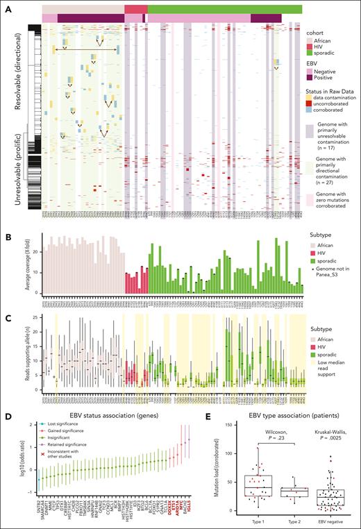Patterns of uncorroborated mutations and directiona data contamination. (A) A heatmap showing a subset of the mutations reported in the 101 patients coloring each based on read support in the sequencing data from the sample specified (“corroborated,” blue), uncorroborated in data from this patient but present in data from a sample identified as a potential contaminant (“data contamination,” yellow), or with no read support in either (“uncorroborated,” red). The patients are arranged according to their subtype and Epstein-Barr virus (EBV) status. The rows are ordered based on hierarchical clustering with the dendrogram (left) showing the clustering based on mutations reported in each patient. We noted that a minority of uncorroborated variants could not be resolved by any directional contamination, and these “unresolvable” variants appeared to be more common among sporadic and HIV-associated BL cohorts. Genomes were classified based on the predominant pattern where this could be inferred. (B) The average coverage depth for the genomes. (C) Box plot showing the distribution of reads supporting the nonreference allele for corroborated variants. Genomes with their variants supported by a minimal number of reads (mean supporting reads, <4) are highlighted in yellow. (D) A forest plot showing the log-transformed odds ratio estimate from Fisher exact tests comparing the mutation frequency of corroborated variants in EBV+ and EBV− cases. Genes with points above y = 0 had more mutations in EBV+ cases. SNTB2, the only gene reported as enriched for mutations in EBV− cases, is no longer significant (q > 0.1, false discovery rate). Bold red type indicates a gene that is significantly associated with EBV status in this analysis but not in other studies that have compared mutation frequency between EBV+ and EBV− BL.1,3 (E) The mutation burden of each patient based on the corroborated variants is shown as a box-whisker plot with patients stratified on the reported EBV type. Cases that benefited from directional contamination are indicated in red triangles and the rest are black points. Although a significant global difference is observed (Kruskal-Wallis test), post hoc pairwise tests show an insignificant difference between cases with type 1 and type 2 EBV (Wilcoxon rank-sum test).