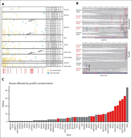 Patterns of uncorroborated mutations and prolific data contamination. (A) Corroboration status for variants reported among 9 representative regions affected by clustered mutations according to Panea_S3. For each region, mutations reported in multiple patients are shown on a separate row, with blue boxes indicating the patient(s) in which the variant could be corroborated and yellow boxes indicating uncorroborated mutations. The rows annotated with sets of arrows correspond to the variants labeled as “prolific” in panel B. The reported existence each of these prolific variants was uncorroborated in multiple patients and typically only corroborated in 1 to 2 patients. (B) Representative examples of prolific mutations that could not be corroborated. Integrative Genomics Viewer visualizations of the sequencing data for regions of the BACH2 (top) and HIST1H1E (bottom) genes include boxes outlining the locations of corroborated (dark blue) or uncorroborated (red) variants in individual genomes. Sample 2965 is the source of both directional contamination (of sample 2966) and the other samples shown. Samples indicated with red arrows (A) or red labels (B) were indicated as mutated in Panea_S2 but were absent from supplemental Table 3. (C) Effect of prolific contamination on the reported rate of mutations in affected genes. The red bars indicate genes with significantly lower frequency in the reanalysis when compared to the mutations reported in Panea_S2. bp, base pair.