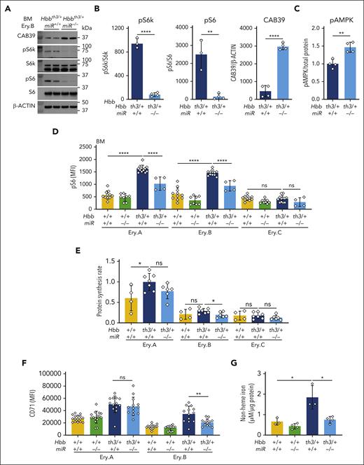 mTORC1 activity is enhanced in β-thalassemia and suppressed by miR-144/451 disruption in 8-week-old mice. (A) Western blot analysis of indicated proteins and phosphoproteins (p) in the erythroblast population Ery.B from the bone marrow of mice with the indicated genotypes. (B) Quantification of multiple western blot experiments depicted in panel A. n = 3 or 4 mice for each genotype. pS6 Ser235/236 and pS6k Thr389 levels were normalized to the levels of the respective total proteins. CAB39 was normalized to β-actin. (C) pThr172 AMPKα levels in embryonic day 14.5 (E14.5) fetal liver cells of the indicated genotype as measured using sandwich enzyme-linked immunosorbent assay and normalized to total cellular protein determined using the bicinchoninic acid assay. (D) Flow cytometry quantification of pS6 Ser235/236 in Ery.A, Ery.B, and Ery.C bone marrow erythroblasts. n = between 4 and 13 mice for each genotype. (E) In vivo protein synthesis rates in individual maturation stage–matched bone marrow erythroblasts, as determined via flow cytometry for O-propargyl-puromycin incorporated into nascent proteins during translation. n = between 4 and 7 mice for each genotype. (F) CD71 MFI in Ery.A and Ery.B bone marrow erythroblasts. n = 13 or 15 mice for each genotype. (G) Nonheme iron levels in splenic Ter119+ erythroblasts, normalized to total cellular protein. n = 3 or 4 mice for each genotype. Bar charts show data as mean values ± SD; ∗∗∗∗P < .0001; ∗∗P < .01; ∗P < .05; MFI, mean fluorescence intensity.