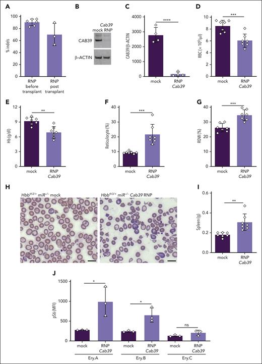 Depletion of CAB39 eliminates the beneficial effects of miR-144/451 disruption in β-thalassemia. Lineage-negative (Lin−) E14.5 Hbbth3/+miR−/− fetal liver HSPCs (expressing CD45.2) were electroporated with Cas9 + Cab39 sgRNA ribonucleoprotein (RNP) complex (edited) or Cas9 only (mock), then transplanted into lethally irradiated C57BL/6 recipient mice (expressing CD45.1). (A) Cab39 editing efficiency, as measured via next-generation sequencing (NGS) of HSPCs maintained in vitro for 72 hours after electroporation (before transplantation) or of whole bone marrow cells collected from recipient mice 8 weeks after transplantation. n = between 3 and 6 mice for each condition. (B) Western blot analysis of CAB39 in Lin− HSPCs maintained in vitro for 72 hours after electroporation. (C) Results of multiple experiments performed as in panel B. The y-axis represents the relative protein staining intensity on western blots as measured by automated image analysis, normalized to β-actin, and shown in arbitrary units. (D-G) Erythroid indices (y-axis) according to genotype (x-axis) at 8 weeks after transplantation. n = 7 mice for each condition. (H) Representative images of blood smears (Giemsa stain) from mice with the indicated genotypes. Images were obtained using an Eclipse Ni microscope and a 40× objective lens. Bars represent 5 μm. (I) Summary of spleen weights. n = 7 mice for each condition. (J) Flow cytometry quantification of S6 phosphorylation in maturation stage–matched bone marrow erythroblasts. n = 3 mice for each genotype. Bar charts show data as mean values ± SD; ∗∗∗∗P <.0001; ∗∗∗P <.001; ∗∗P <.01; ∗P < .05. RNP, ribonucleoprotein.