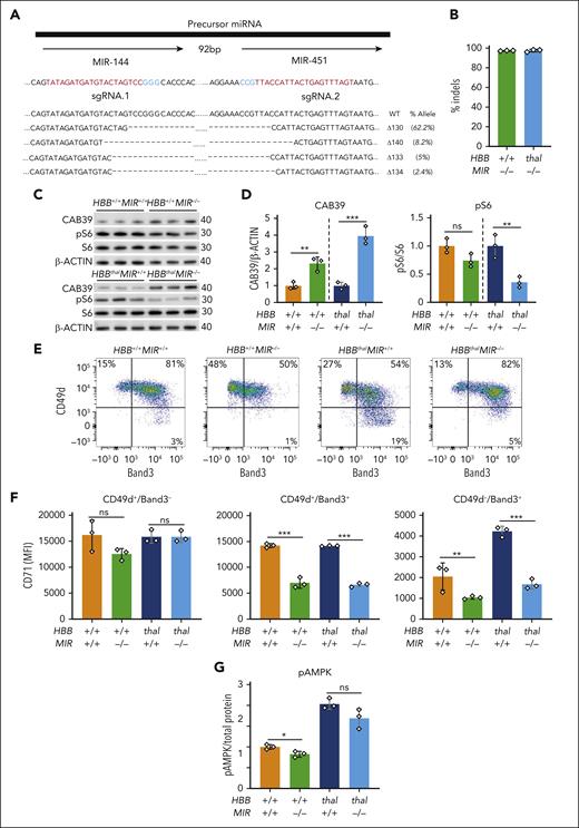 Effects of MIR-144/451 disruption on normal and β-thalassemic human erythropoiesis in vitro. CD34+ cells obtained from a healthy donor (HBB+/+) or from a patient with β-thalassemia (HBBthal) were electroporated with Cas9-sgRNA ribonucleoprotein complexes targeting the tandem MIR-144 and MIR-451 coding sequences then induced to undergo in vitro erythroid differentiation. (A) The tandem microRNA genes separated by 92 bp are shown on top. sgRNAs targeting MIR-144 and MIR-451 are shown below in red, and the protospacer adjacent motif (PAM) sequences are in blue. Sequence alignments showing the 4 most common indels detected via NGS 72 hours after editing are shown (bottom). Dashes indicate deletions. The size and frequency of each deletion are shown (right). (B) MIR-144/451 editing efficiency as measured via NGS of HSPCs. n = 3 for each genotype. (C) Western blot analysis of the indicated proteins in MIR-144/451–disrupted and control cells on day 12 of erythroid differentiation. (D) Results of multiple experiments performed as in panel C. CAB39 was normalized to β-actin, and pS6 was normalized to S6. Data from HBB+/+ and HBBThal were normalized separately. (E) Representative flow cytometry plots showing the gating strategy for determining CD71 expression in developmental stage–matched erythroid precursors on day 12 of erythroid differentiation. (F) Summary of multiple experiments performed showing CD71 MFI in erythroblast populations defined by the gating strategy shown in panel E. (G) pThr172 AMPKα levels in erythroblasts on day 12 of differentiation as measured via sandwich enzyme-linked immunosorbent assay and normalized to total protein determined by the bicinchoninic acid assay (BCA). Bar charts show mean values ± SD of 3 biological replicate experiments using cells from the same CD34+ cell donors; ∗∗∗P < .001; ∗∗P < .01; ∗P < .05.
