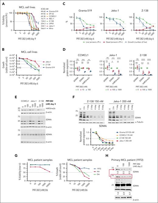 PRMT5 inhibition drives potent anti-MCL activity in vitro. (A) Eight MCL cell lines were treated with increasing doses of the PRMT5 inhibitor PRT-382 for 9 days. Cell viability was measured by annexin-V/propidium iodide (PI) staining and flow cytometry. (B-C) Jeko-1, Z-138, and Granta-519 were treated for 6 days with increasing doses of PRT-382. The viable cell count was measured with count beads by gating on annexin-V/PI–negative cells. (D-E) CCMCL1, Jeko-1, and Z-138 were treated with PRT-382 for 3 days at the indicated doses. Protein lysates were obtained and immunoblotted for H4R3me2s, SDMA, and ADMA. β-Actin was used as a loading control. Protein expression densitometry values normalized to β-actin and relative to dimethyl sulfoxide (DMSO) control. Dots represent individual replicate experiments. (F) CCMCL1, Jeko-1, Granta-519, and Z-138 were treated with PRT-382 at day 9 IC50 values. Protein lysates were collected at the indicated time points and immunoblotted for total SDMA with β-actin, α-tubulin, and glyceraldehyde-3-phosphate dehydrogenase (GAPDH) used as loading controls. Protein expression densitometry values for total SDMA normalized to loading control and relative to the no treatment time point 0 in lane 1. (G) Primary patient samples were cocultured with a CD40-ligand overexpressing murine fibroblast cell line and stimulated with cytokines. Cells were treated with PRT-382 for 6 days and viability and growth was measured by near-IR live/dead stain and gating on human CD19+/CD5+ MCL with flow cytometry. (H) Primary patient sample 1972 was treated with PRT-382 for 2 days at the indicated doses. Protein lysates were immunoblotted for total SDMA with β-actin used as a loading control.