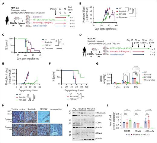 PRMT5 inhibition is therapeutic in xenograft models derived from patients with MCL. (A-C) PDX-DA. (A) Experimental design of PDX-DA. Treatment with VC (n = 5), ibrutinib (0.16 mg/mL in drinking water; n = 5), or PRT-382 (10 mg/kg 4D3D; n = 5) was started 26 days after engraftment. In the crossover treatment group (n = 7), PRT-382 was added at day 33 and ibrutinib was discontinued on day 45. (B) Circulating disease in peripheral blood of mice was quantified by staining for the percentage of human CD19+/CD5+ cells detected by flow cytometry. (C) Survival was assessed by Kaplan-Meier survival analysis. (D-J) PDX-AA. (D) Experimental design of PDX-AA. Treatment with VC (n = 5), ibrutinib (0.21 mg/mL in drinking water; n = 5), or PRT-382 (10 mg/kg 4D3D; n = 5) was started on day 25 after engraftment. (E) Circulating disease in peripheral blood of mice was quantified by staining for the percentage of human CD19+/CD5+ cells detected by flow cytometry. (F) Survival was assessed by Kaplan-Meier survival analysis. (G) Average spleen weight in grams after 1 and 2 weeks of treatment and at ERC. (H) Cell proliferation was assessed by staining for Ki67 in spleens of mice treated in vivo for 1 and 2 weeks. (I) Spleens of mice treated in vivo were harvested after 2 weeks of treatment and human CD19+ cells were isolated and immunoblotted for H4R3me2s, SDMA, and ADMA. β-Actin was used as a loading control. (J) Protein expression densitometry values normalized to β-actin and relative to VC sample in lane 1. Each dot represents an individual mouse.