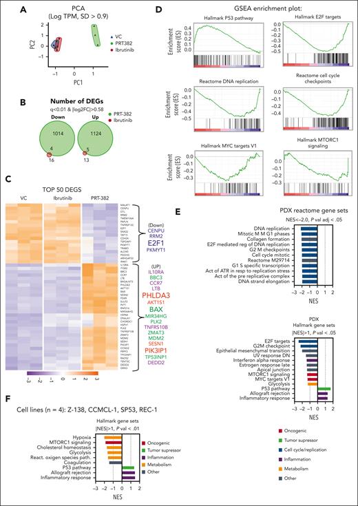 PRMT5 inhibition drives transcriptional reprogramming in MCL. In PDX-AA, spleens of mice treated in vivo for 2 weeks were harvested and human CD19+ cells were isolated and subjected to RNA sequencing. (A) Principal component analysis (PCA) of RNA sequencing data shows global differences in the transcriptome between treatment groups log tracks per million (TPM); SD > 0.9). Each dot represents and individual mouse. (B) Venn diagram depicting the number of down or up DEGs in mice treated with ibrutinib or PRT-382 in comparison to VC (q < 0.01; |log2FC| > 0.58). (C) Heatmap of the top 50 DEGs by q-value (q < 0.01; |log2FC| > 0.58). GSEA of PRT-382 in comparison with the VC, showing (D) key enrichment plots and (E) normalized enrichment scores (NES) of the top HALLMARK and REACTOME gene sets from Molecular Signatures Database (MsigDB). (F) GSEA of the top HALLMARK gene sets significantly enriched across 4 cell lines (Z-138, CCMCL1, SP53, and REC-1) treated with day 9 IC50 PRT-382 for 6 days in comparison with DMSO control.