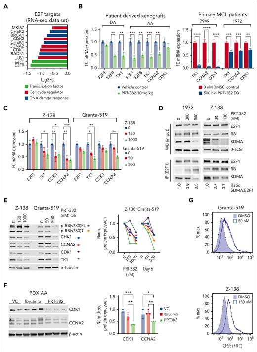 Inhibition of PRMT5 attenuates E2F1signaling in MCL. (A) Log2 fold change (FC) of DEGs in the RNA sequencing data set of PDX-AA cells of mice treated in vivo with PRT-382 in comparison with VC. (B) FC in mRNA expression of HALLMARK E2F targets analyzed by RT-qPCR in PDX (DA and AA) cells treated in vivo and in primary patient samples (7949 and 1972) treated for 3 days in vitro. Data are normalized to GAPDH and shown relative to control. PDX data are in biological triplicate (n = 3 per group) apart from VC in PDX-DA, which is a technical duplicate (n = 1 VC mouse). Primary patient samples are in biological duplicates. (C) FC in mRNA expression of HALLMARK E2F targets analyzed by RT-qPCR in Z-138 and Granta-519 treated for 6 days in vitro with the indicated doses of PRT-382. Data are normalized to ACTB and shown relative to DMSO control. (D) E2F1 was immunoprecipitated from protein lysates of Z-138 treated with PRT-382 for 4 days and patient 1972 treated with PRT-382 for 3 days. Lysates were immunoblotted for E2F1, RB, and SDMA. β-Actin was used as a loading control for the western blot (WB) input lysates. E2F1 was used as a loading control for eluted bound antigen IP lysates. (E) Z-138 and Granta-519 were treated with the indicated doses of PRT-382 for 6 days. Protein lysates were immunoblotted for p-RB(s780), CHK1, CCNA2, CDK1, and TK1, with α-tubulin used as a loading control. Protein densitometry values were normalized to α-tubulin and shown relative to 0 nM DMSO control. (F) Immunoblot of CDK1 and CCNA2 in protein lysates from PDX-AA treated with PRT-382 or ibrutinib for 2 weeks in vivo. Protein densitometry values normalized to β-actin and shown relative to VC in lane 1. (G) CSFE (carboxyfluorescein succinimidyl ester) staining of viable cells shows decreased cell replication in PRT-382–treated cells compared with DMSO control after 9 days.