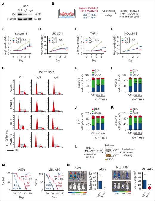 ID1 knockout in BMSCs suppresses AML cell proliferation in vitro and in vivo. (A)The western blot analysis of ID1 expression in HS-5 cells with ID1 knockout and in control cells. (B-F) MTT assays show that ID1 knockout in HS-5 cells significantly inhibits the proliferation of cocultured Kasumi-1, SKNO-1, THP-1, and MOLM-13 cells (n = 3). (G-K) Cell cycle analysis on Kasumi-1, SKNO-1, THP-1, and MOLM-13 cells cocultured with ID1+/+ or ID1−/− HS-5 cells for 4 days (n = 3). (L) The strategy of AE9a- and MLL-AF9–expressing cell line transplantation. (M) Id1−/− recipients showed a significantly longer survival time than Id1+/+ recipients after undergoing transplantation with AE9a (n = 9; median survival, 24 vs 38 days) or MLL-AF9 cell line (n = 10; median survival, 25.5 vs 33.5 days). (N) The in vivo bioluminescence imaging and quantification analysis shows that the Id1−/− BMM impairs leukemia progression in recipients that received transplantation with AE9a or MLL-AF9 cell lines that are luciferase positive (n ≥ 4). ∗P < .05; ∗∗P < .01; ∗∗∗P < .005; ∗∗∗∗P < .001. Ctrl, control; GAPDH, glyceraldehyde-3-phosphate dehydrogenase; PI, propidium iodide; sg, single guide.