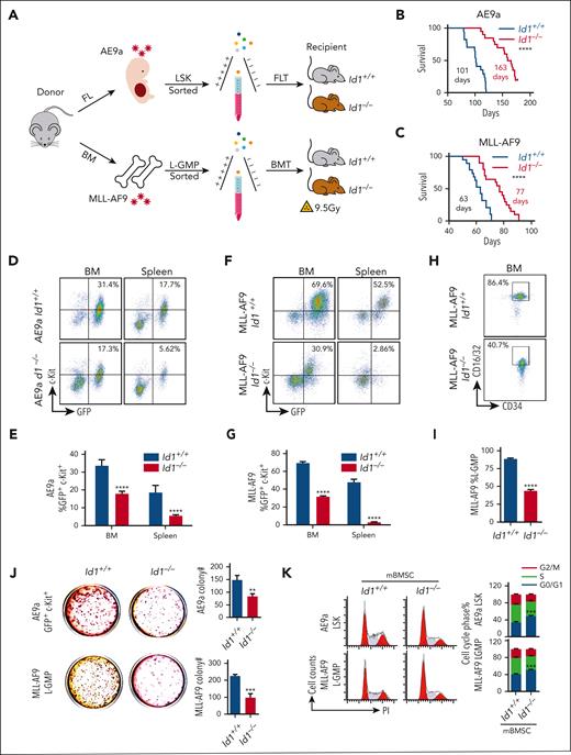 Id1 expression in the host BMM leads to AML acceleration. (A) The strategy of FLT or BMT. (B) Survival curves of Id1+/+ and Id1−/− recipients that underwent transplantation with AE9a-expressing fetal liver LSKs primarily (n ≥ 17; median survival, 101 vs 163 days). (C) Survival curves of Id1+/+ and Id1−/− recipients that underwent transplantation with MLL-AF9–expressing BM L-GMP cells primarily (n ≥ 19; median survival, 63 vs 77 days). (D-G) Representative flow cytometry profiles and quantification of the frequencies of the GFP+c-Kit+ leukemia blast cells in the BM and spleen of the indicated mice at 4 weeks after FLT or BMT (n = 10). (H-I) Representative flow cytometry profiles and quantification of the frequencies of the L-GMP cells in the BM of the indicated mice at 4 weeks after BMT (n = 10). (J) Colony-forming unit (CFU) assays analyzing the GFP+c-Kit+ leukemia blast cells sorted from FLT recipients BM or L-GMP cells sorted from BMT recipients BM. Average number of colonies generated from 1000 cells (n = 3). (K) Cell cycle analysis on AE9a-expressing LSKs and MLL-AF9–expressing L-GMP cells cocultured with Id1+/+ BMSCs or Id1−/− BMSCs for 5 days (n = 3). ∗P < .05; ∗∗P < .01; ∗∗∗P < .005; ∗∗∗∗P < .001.