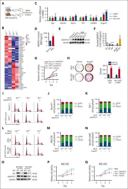 Id1 enhances Angptl7 release from BMSCs to promote AML progression. (A) The proteomics analysis strategy of BMSF from Id1+/+ and Id1−/− AML recipients. (B) The heat map analysis of differentially expression proteins in tandem mass tag–based proteomic analysis of BMSF from wild-type and Id1−/− AML mice. (C) The qPCR analysis of the differentially expressed proteins in BMSF proteomics. (D) The ELISA analysis of ANGPTL7 levels in the BM fluid derived from healthy individuals (n = 3) and patients with AML (M2, n = 2; M5, n = 2). (E) The western blotting analysis of ANGPTL7 levels in the MSCs derived from healthy individuals (n = 2) and patients with AML (M2, n = 2; M5, n = 2). (F) The ELISAs showed that ID1 knockout in HS-5 cells significantly decreases the ANGPTL7 protein level in CM. Overexpression of HA-ID1 in HS-5 cells significantly upregulates the level of ANGPTL7 in CM. (G) The MTT assays showed that ANGPTL7 recombinant protein significantly promotes the proliferation of Kasumi-1 and THP-1 cells. (H) CFU assays analyzing the AE9a LSKs or MLL-AF9 L-GMP cells. Average number of colonies generated from 800 cells (n = 3). (I-K) Cell cycle analysis on Kasumi-1 and THP-1 cells with vehicle or ANGPTL7 during coculture with ID1+/+ or ID1−/− HS-5 cells (n = 3). (L-N) Cell cycle analysis on AE9a-LSKs and MLL-AF9-L-GMP cells with vehicle or Angptl7 during coculture with Id1ctrl or Id1kd MS-5 cells (n = 3). (O) The western blot analysis of lentivirus-mediated ID1 silencing in patient-derived AML subtype M2 and M5 MSCs. Anti-ID1, anti-SP1, anti-ANGPTL7, and anti-GAPDH antibodies were used. (P-Q) The MTT proliferation analysis on patient-derived AML subtype M2 and M5 CD34+ leukemia blast cells with vehicle or ANGPTL7 treatment during coculture with matched ID1+/+ or ID1−/− MSCs. ∗P < .05; ∗∗P < .01; ∗∗∗P < .005; ∗∗∗∗P < .001. FC, fold change; WT, wild-type.