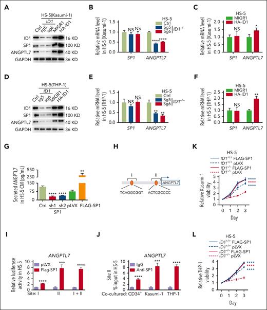 ID1-mediated SP1 protein levels are essential for Angptl7 transcription. (A-C) HS-5 cells were transduced with indicated sgRNAs and overexpression plasmids. Western blott and qPCR analyses were performed on these HS-5 cells after 4 days of coculture with Kasumi-1 cells. (D-F) HS-5 cells were transduced with indicated sgRNAs and overexpression plasmids. Western blot and qPCR analyses were performed on these HS-5 cells after 4 days of coculture with THP-1 cells. (G) The ELISAs showed that SP1 knockdown restricts ANGPTL7 expression and that ANGPTL7 was significantly upregulated by SP1 overexpression in HS-5 cells CM. (H) PROMO predicts the SP1 binding site on the ANGPTL7 promoter. (I) The dual-luciferase reporter assay showed that SP1 binds to site II to upregulate luciferase activity. (J) Chromatin immunoprecipitation assays showed that ANGPTL7 promoter DNA fragments were immunoprecipitated by SP1 antibodies in contrast to immunoglobulin G (IgG) in HS-5 cells cocultured with CD34+ HSPCs, Kasumi-1, or THP-1 cells. (K-L) The MTT assays showed that overexpression of SP1 in ID1−/− HS-5 cells significantly promote the proliferation of Kasumi-1 and THP-1 cells. ∗P < .05; ∗∗P < .01; ∗∗∗P < .005; ∗∗∗∗P < .001.