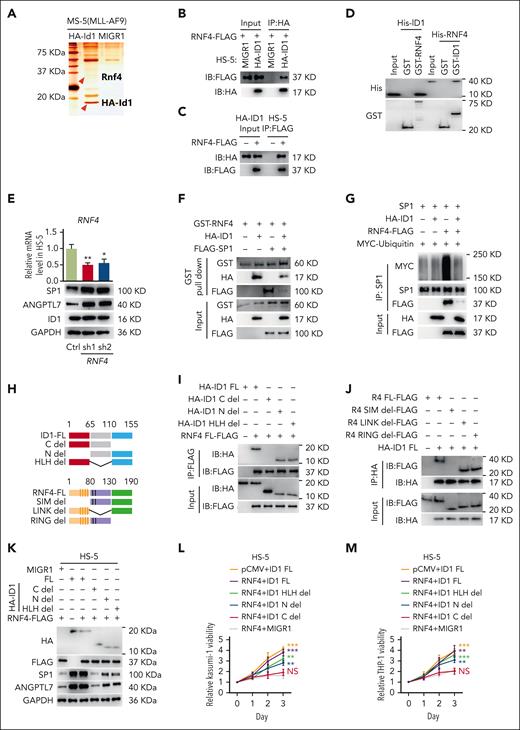 The interaction between ID1 and RNF4 suppresses SP1 ubiquitination. (A) The silver nitrate staining results of the immunoprecipitation HA-Id1 interactome. (B-C) Both HA and FLAG coimmunoassays showed significant interactions between HA-ID1 and RNF4-FLAG. (D) ID1 and RNF4 interact with each other in vitro. Both purified GST-RNF4 and GST-ID1 pull-down assays showed significant interactions with His-ID1 and His-RNF4. (E) The levels of SP1 protein, but not ID1, were significantly reduced in HS-5 cells transduced with shRNA against RNF4. (F) ID1 inhibits the RNF4-SP1 interaction in vitro. Purified GST-RNF4, HA-ID1, and FLAG-SP1 were used for GST pull-down assays, and anti-GST, anti-HA, and anti-FLAG antibodies were used for western blotting. (G) SP1, HA-ID1, RNF4-FLAG, and MYC-ubiquitin were cotransfected into 293T cells. Anti-SP1 immunoprecipitation assays have shown that HA-ID1 significantly inhibits SP1 ubiquitination via RNF4. (H) Schematic representation of the ID1 and RNF4 truncations. (I) The anti-FLAG immunoprecipitation assay showed a significant RNF4-FLAG interaction with the ID1 C-terminal. (J) Anti-HA immunoprecipitation assay showed significant interaction of HA-ID1 with the RNF4 SIM domain. (K) HS-5 cells with stable expression of truncated ID1 were transiently transfected with either RNF4 or empty vectors. Western blot analysis of SP1, HA, and FLAG-related proteins. (L-M) MTT assays showed significant inhibition of the proliferation in Kasumi-1 and THP-1 cells cocultured with HS-5 cells expressing RNF-FLAG and HA-ID1 C del. ∗P < .05; ∗∗P < .01; ∗∗∗P < .005; ∗∗∗∗P < .001.