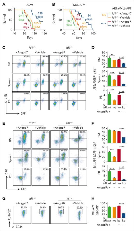 Intra-BM transfusion of Angptl7 significantly accelerated AML progression in Id1-deficient recipient mice. (A-B) Id1−/− recipient mice without Angptl7 injection showed significantly longer survival time than other groups after FLT or BMT. (C-F) The frequency of GFP+c-Kit+ leukemia blast cells was decreased in the BM, spleen, and peripheral blood (PB) of Id1−/− recipients without Angptl7 injection after FLT and BMT (n = 8). (G-H) Id1−/− recipients without Angptl7 injection showed a decrease in the frequency of L-GMP cells in the BM after BMT (n = 8). ∗P < .05; ∗∗P < .01; ∗∗∗P < .005; and ∗∗∗∗P < .001.