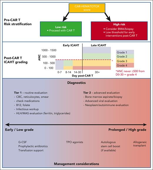 Diagram illustrating broad recommendations from the EHA/EBMT on evaluation and management of ICAHT. Highlighted components include the use of CAR-HEMATOTOX prior to leukapheresis to determine risk of ICAHT, a new grading system for ICAHT, and diagnostic and therapeutic measures based on the duration and severity of cytopenias. ANC, absolute neutrophil count; BMA, bone marrow aspirate; CBC, complete blood count; G-CSF, granulocyte colony stimulating factor; HLH, hemophagocytic lymphohistiocytosis; MAS, macrophage activation syndrome; TPO, thrombopoetin.