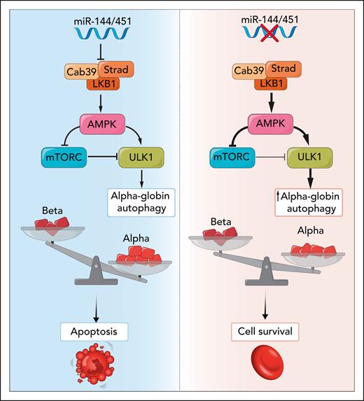 In β-thalassemia, during terminal erythroid maturation, excess α-globin chains are the chief culprit in causing ineffective erythropoiesis and hemolysis. Disruption of miR-144/451 increases Cab39/Strad/LKB1 activation of AMPK and increases autophagy of α-globin via activation of the ULK1 autophagy kinase, improving cell survival. Professional illustration by Somersault18:24.