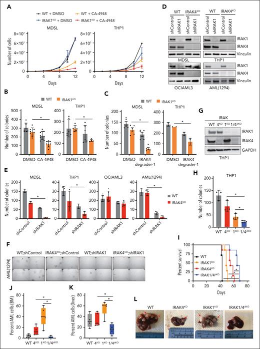 The inhibition of IRAK1 confers an exaggerated leukemic defect to IRAK4-deficient AML. (A) Growth curves of WT and IRAK1KO MDSL and THP1 cells treated with CA-4948 (10 μM) or vehicle (2 independent experiments). (B) Colony formation of WT and IRAK1KO MDSL and THP1 cells treated with CA-4948 (30 μM) or vehicle (3 independent experiments). (C) Colony formation of WT and IRAK1KO MDSL and THP1 cells treated with IRAK4 degrader-1 (MDSL, 5 μM; THP1, 10 μM) or vehicle. (D) Immunoblots for IRAK1 and IRAK4 in WT and IRAK4KO cell lines transduced with nontargeting control short hairpin RNA (shRNA; shControl) or shIRAK1. (E) Colony formation of WT and IRAK4KO AML cell lines transduced with nontargeting control shRNA (shControl) or shIRAK1. (F) Representative colony images of WT and IRAK4KO AML (1294) cells transduced with nontarget control shRNA (shControl) or shIRAK1 (original magnification ×40). (G) Immunoblots for IRAK1 and IRAK4 in WT, IRAK4KO, IRAK1KO, and IRAK1/4dKO THP1 cells. (H) Colony formation of isogenic THP1 cells. (I) Kaplan-Meier survival analysis of NSGS mice (n = 7 mice per group) that received engraftment with WT, IRAK4KO, IRAK1KO, and IRAK1/4dKO THP1 cells (Data represent 1 of 2 independent experiments with similar trends). (J) Bone marrow engraftment of WT (n = 4), IRAK4KO (n = 5), IRAK1KO (n = 5), and IRAK1/4dKO (n = 5) THP1 cells in NSGS mice that underwent xenograftment at the time of death. Leukemic engraftment was determined as the percentage of huCD45+huCD33+ cells. (K) Liver engraftment of WT (n = 4), IRAK4KO (n = 5), IRAK1KO (n = 5), and IRAK1/4dKO (n = 5) THP1 cells in NSGS mice that underwent xenograftment at the time of death. Leukemic engraftment was determined as the percentage of huCD45+huCD33+ cells normalized to the number of days. (L) Representative images of livers collected from NSGS mice that underwent xenograftment with WT, IRAK4KO, IRAK1KO, and IRAK1/4dKO THP1 cells. Arrows indicate examples of AML cell infiltration. Significance was determined with a Student t test (∗P < .05). Error bars represent the standard deviation.